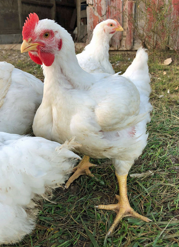 Little Red Farm Broiler Chicken Info and Care Instructions