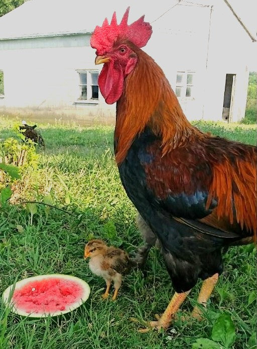 Chickens in Hot Weather aka Hot Chicken Wings