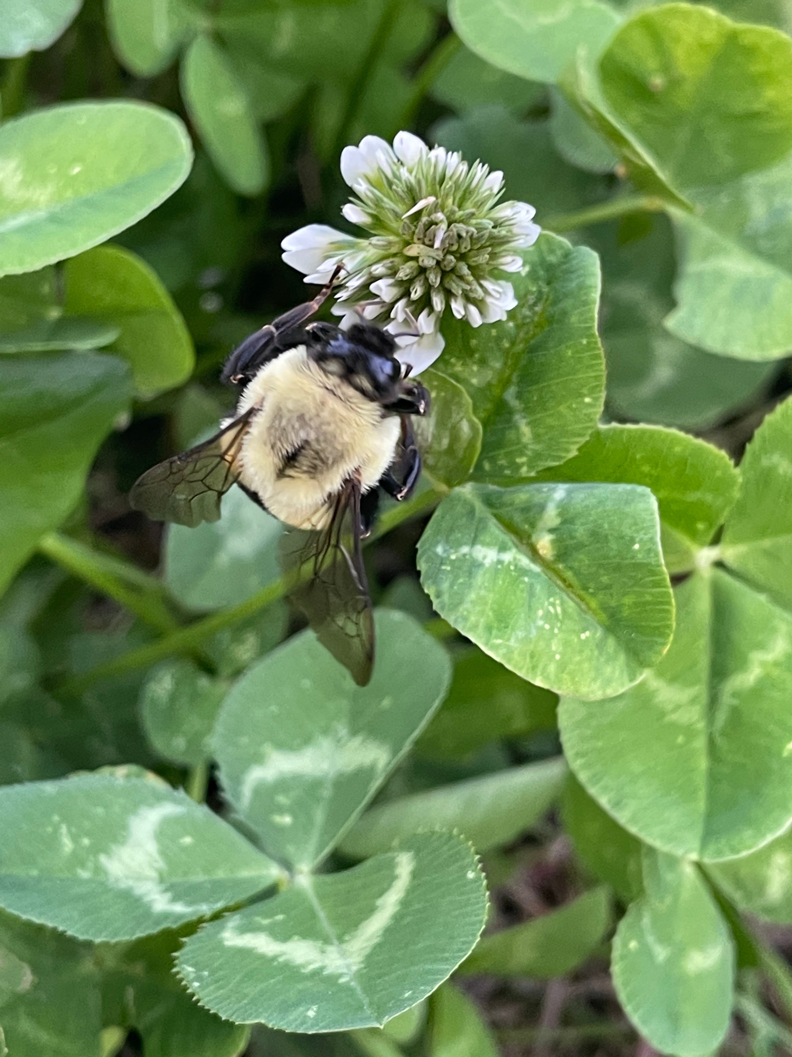 In the Garden