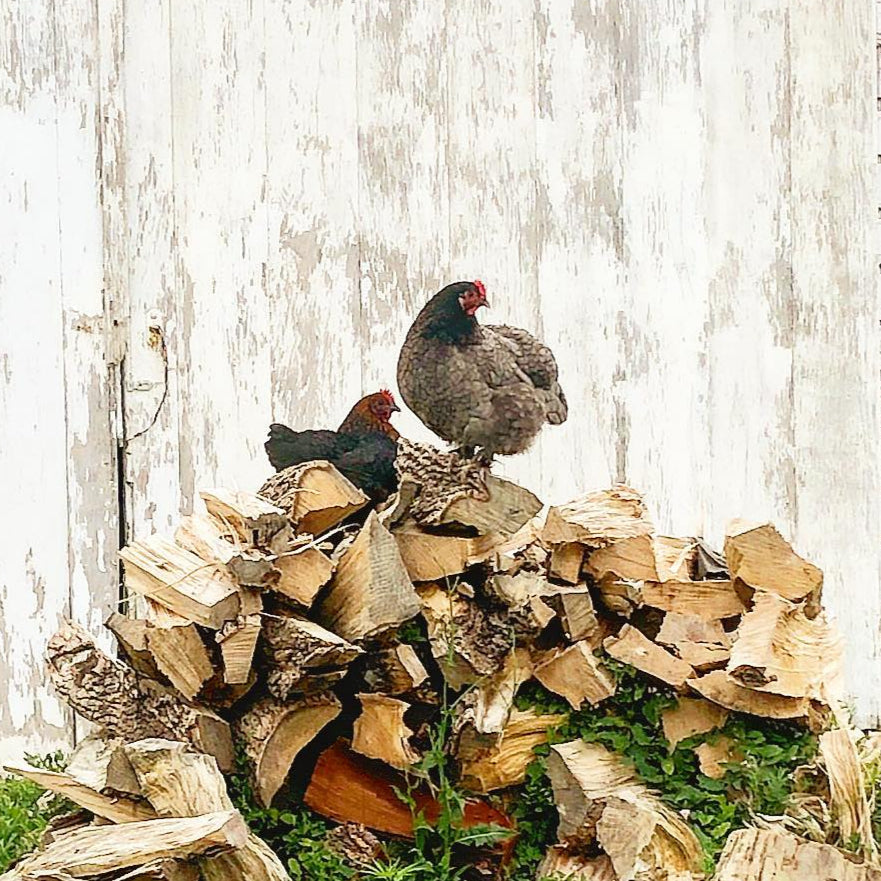 Homestead Animal Guides