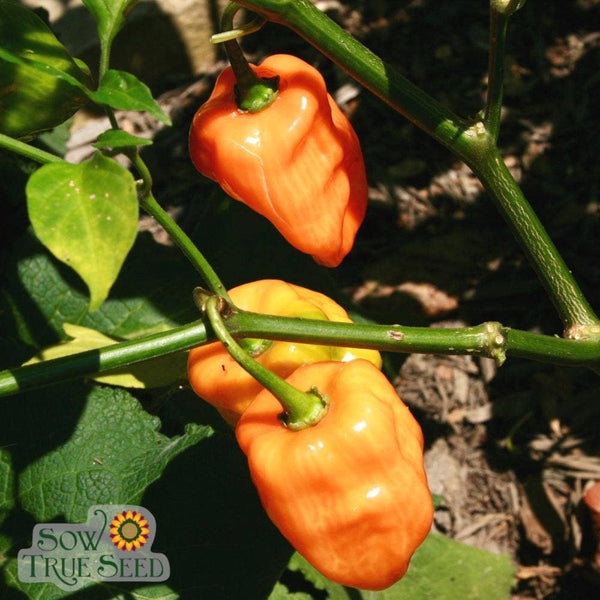 Hot Pepper Seeds - Habanero, Orange