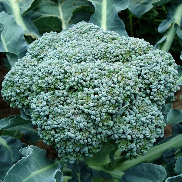 Broccoli Seeds - Waltham 29