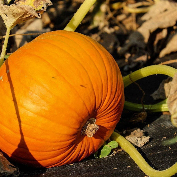 Pumpkin Seeds - Connecticut Field