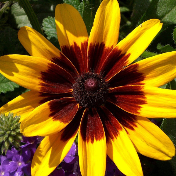 Rudbeckia Seeds - Gloriosa Daisy