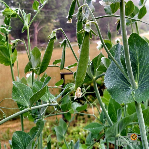 Snap Pea Seeds - Sugar Snap