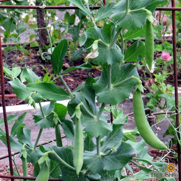 Snap Pea Seeds - Sugar Daddy, ORGANIC