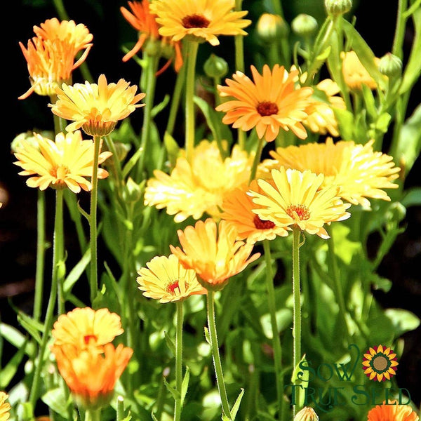 Calendula Seeds - Pacific Beauty