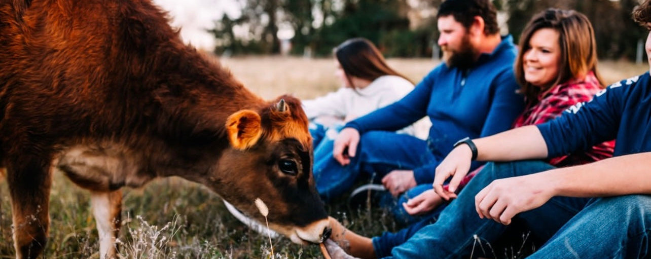 cow in field with people