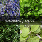 Popular Herb Seeds for Planting | 35 Variety Pack