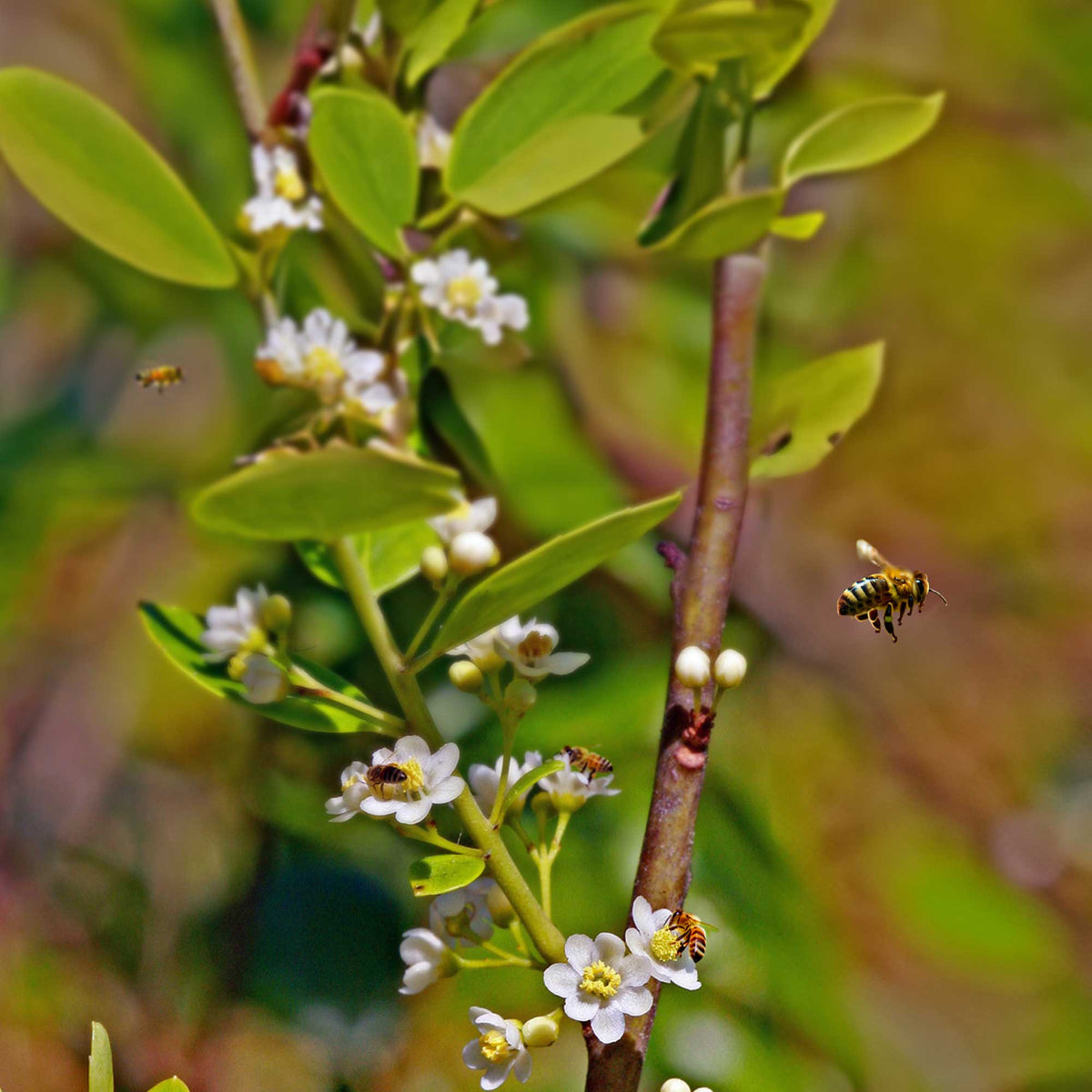 Our Best All-Natural Pure Raw Gallberry Honey | Weeks Honey Farm