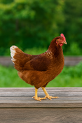 Golden Comet (ISA Brown / Red Sex-Link) Chicks – Buy 10 + 5 Bonus Free (15 All-Female, Shipping Included)