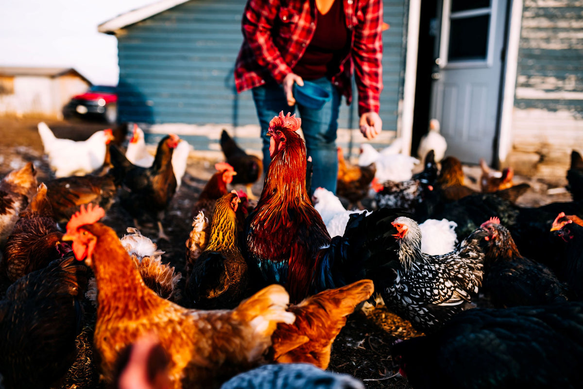 Eggs – Little Red Farm