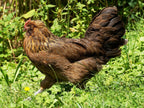 Easter Egger Chicks – Buy 10 + 5 Bonus Free (15 All-Female, Shipping Included)