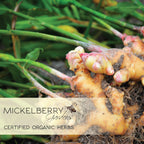 Ginger Honey Tonic