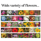 Wildflower, Perennial, & Annual Flower Seed Kit | 35 Variety Pack