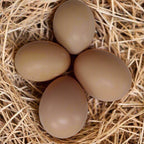 Black Sex-Link Female Chicks – Buy 10 + 5 Bonus Free (15 All-Female, Shipping Included)