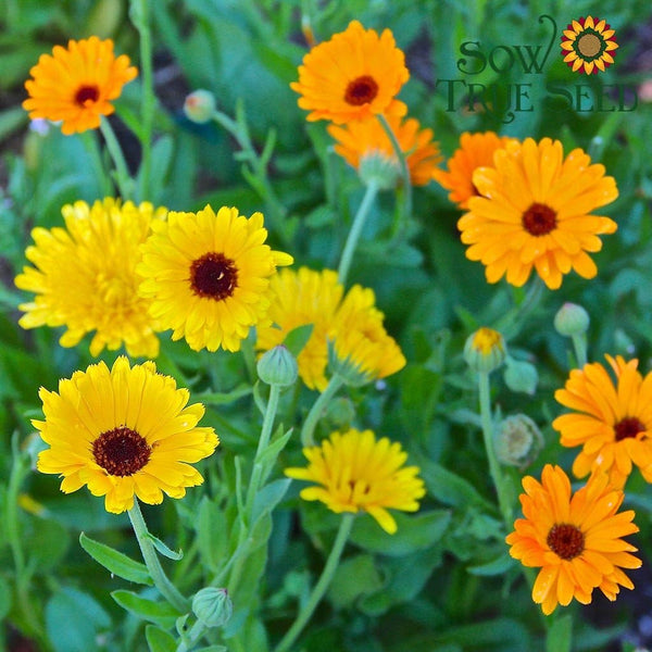 Calendula Seeds - Pacific Beauty