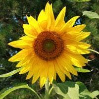 Sunflower Seeds - Sunspot Dwarf