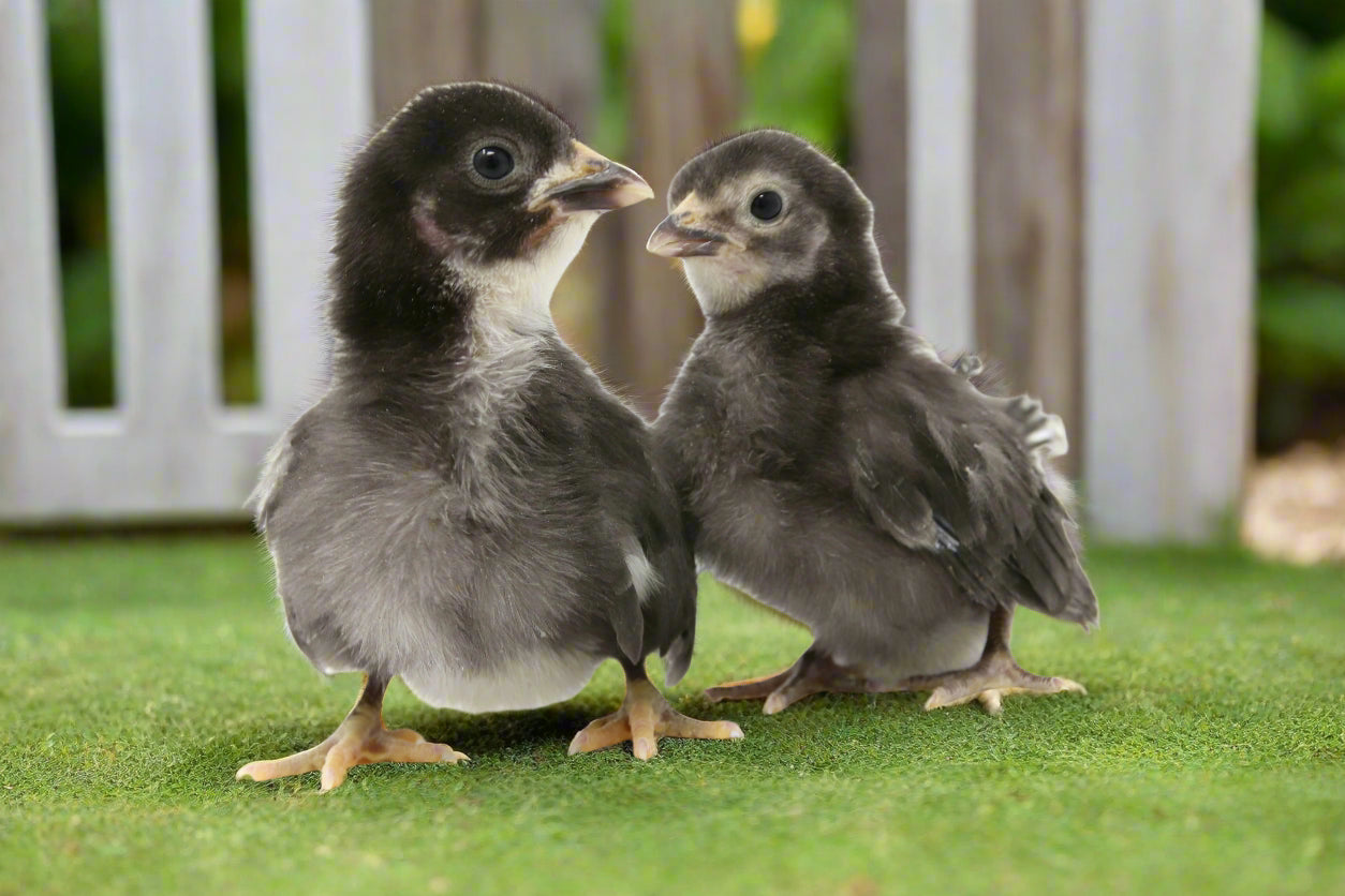 Black Sex-Link Female Chicks – Buy 10 + 5 Bonus Free (15 All-Female, Shipping Included)