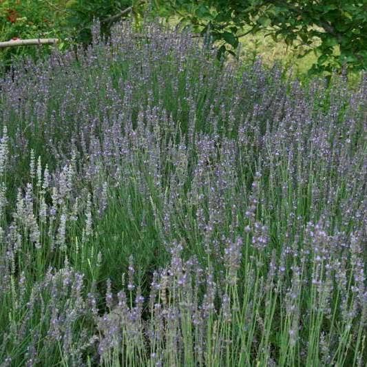 Lavender Seeds - English (Vera)