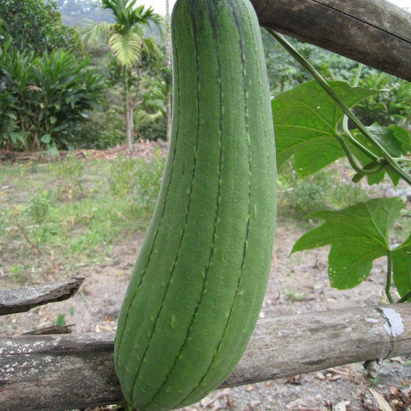 Gourd Seeds - Luffa