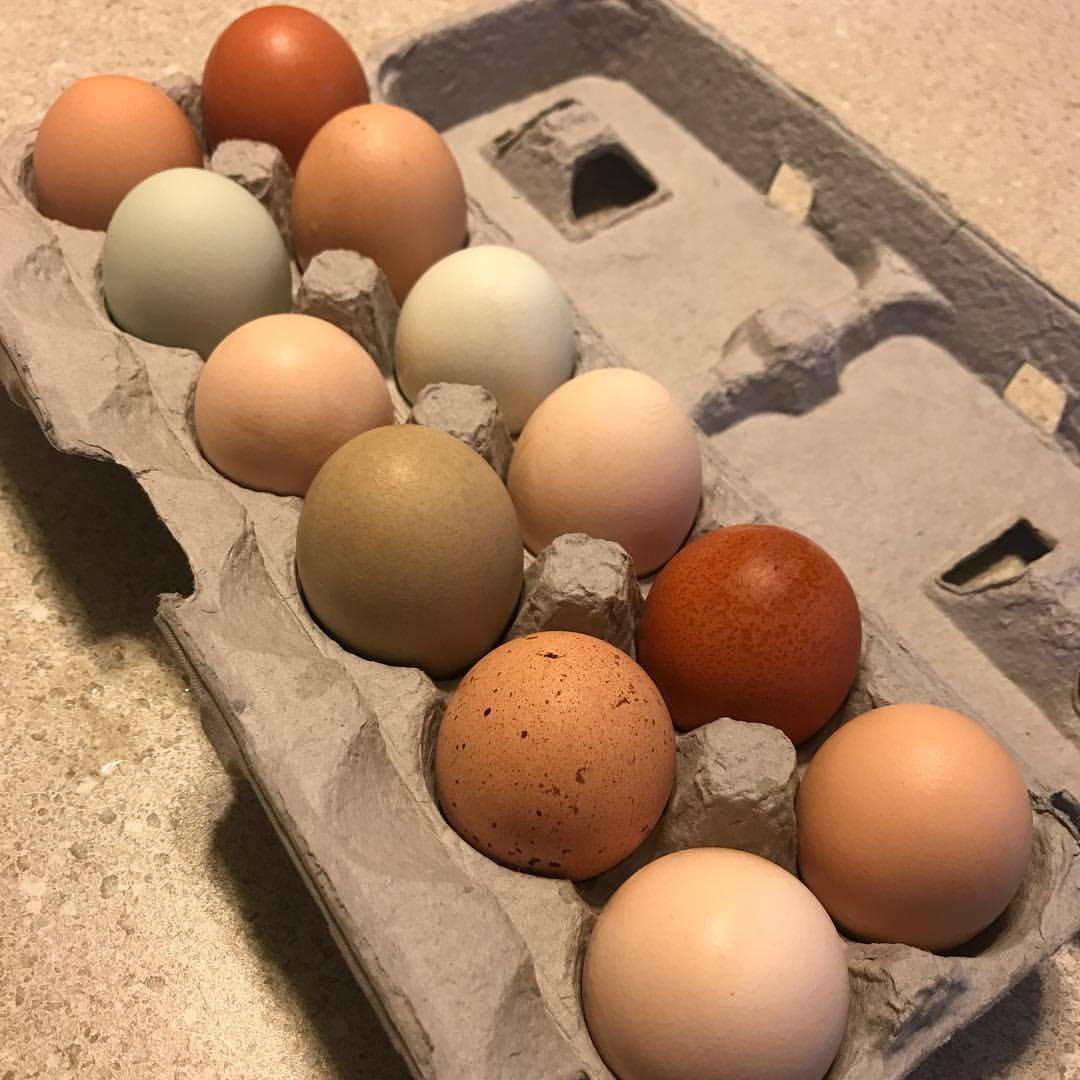 Eggs