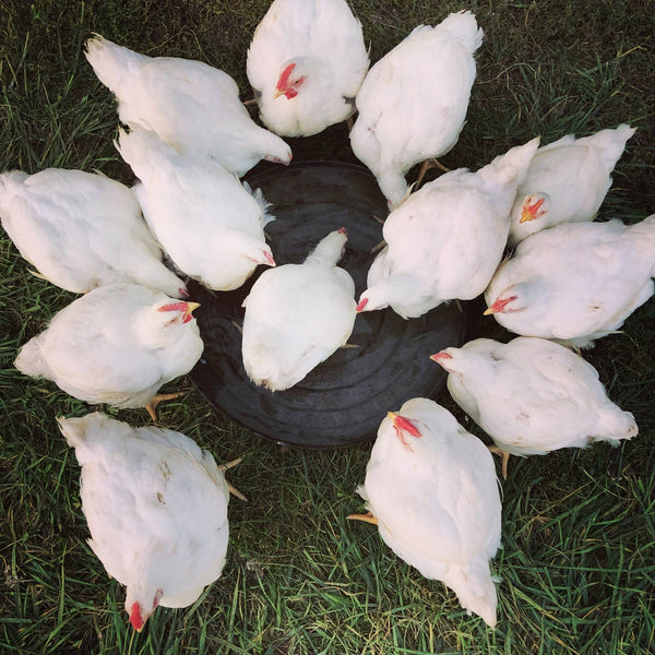 2023 Free Range Chicken Reservation (READ ENTIRE LISTING BEFORE PURCHASE)