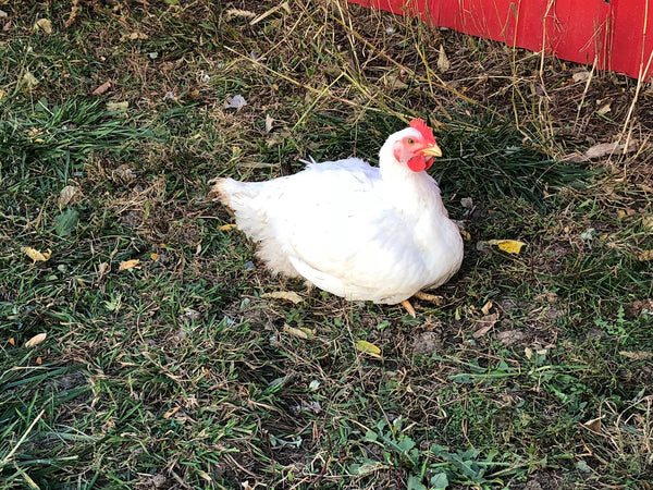 2023 Free Range Chicken Reservation (READ ENTIRE LISTING BEFORE PURCHASE)
