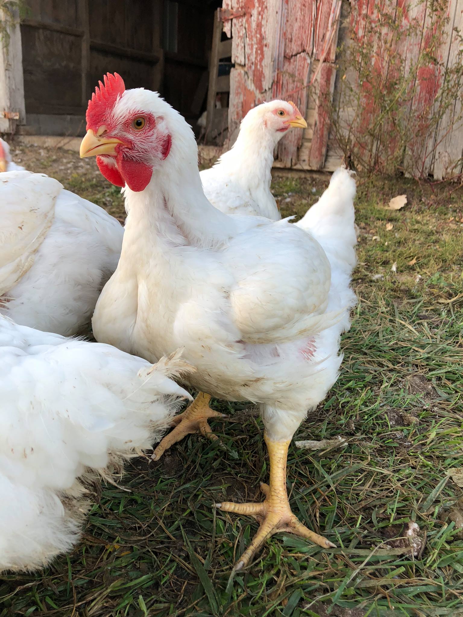 2023 Free Range Chicken Reservation (READ ENTIRE LISTING BEFORE PURCHASE)