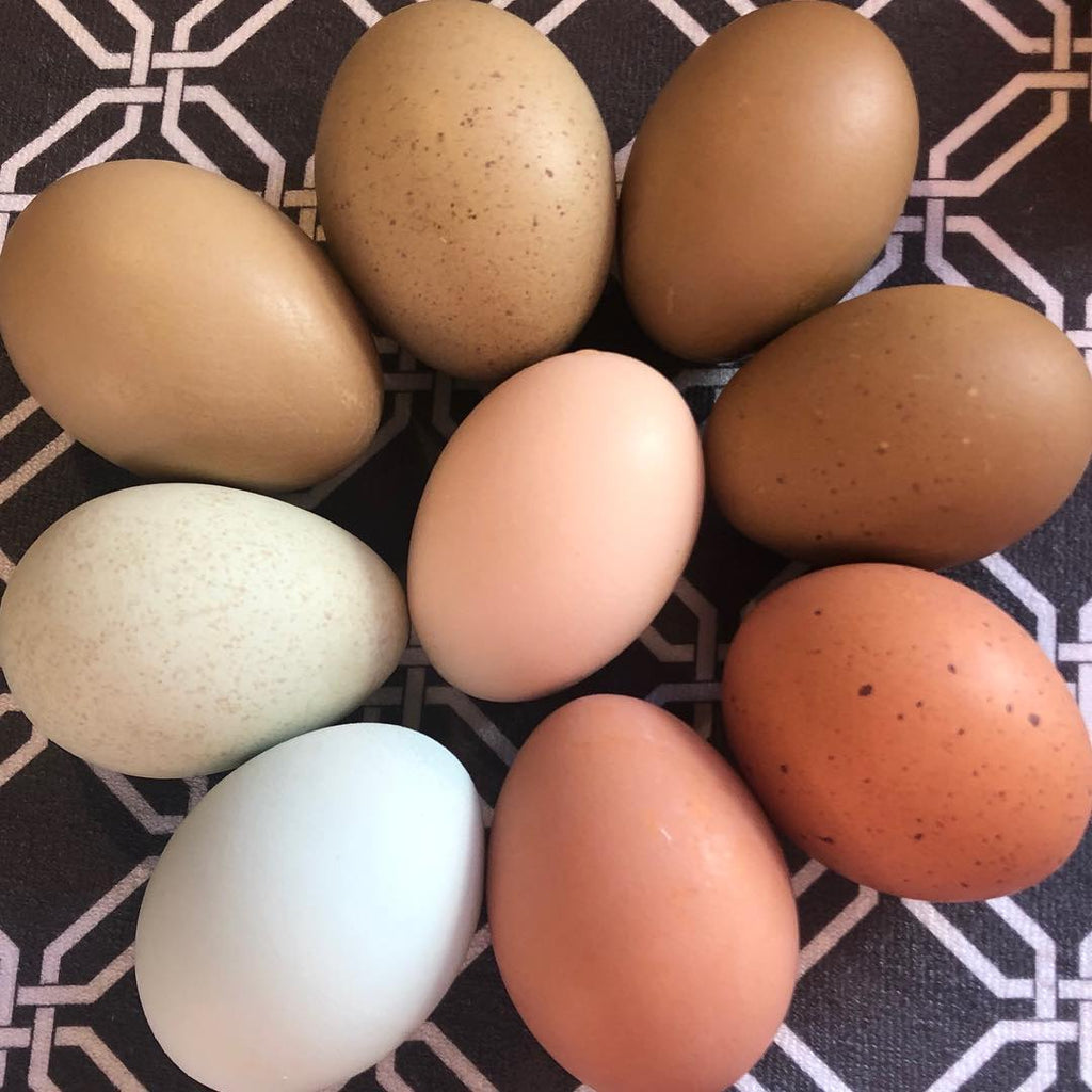 Eggs