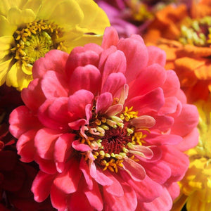 Zinnia Seeds - California Giants Mix