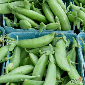 Snap Pea Seeds - Sugar Daddy, ORGANIC