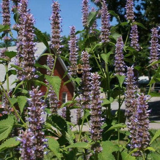 Anise Hyssop Seeds