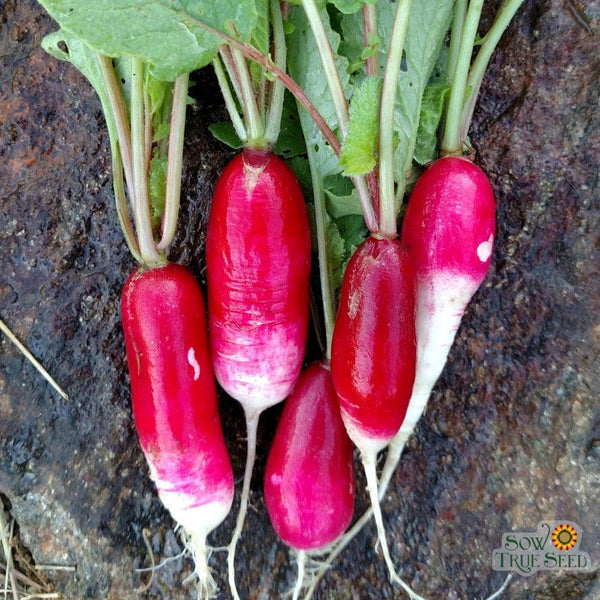 Radish Seeds - French Breakfast